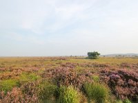 NL, Drenthe, Noordenveld, Fochteloerveen 6, Saxifraga-Bart Vastenhouw